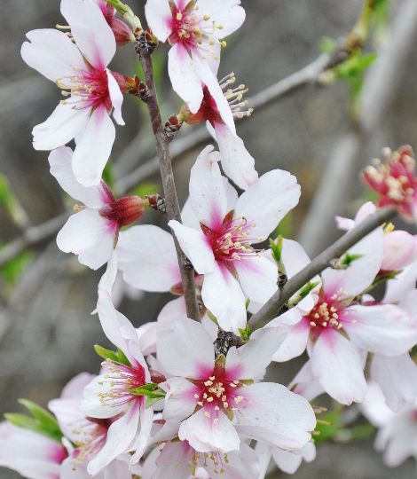 Prunus dulcis ´Tuono´